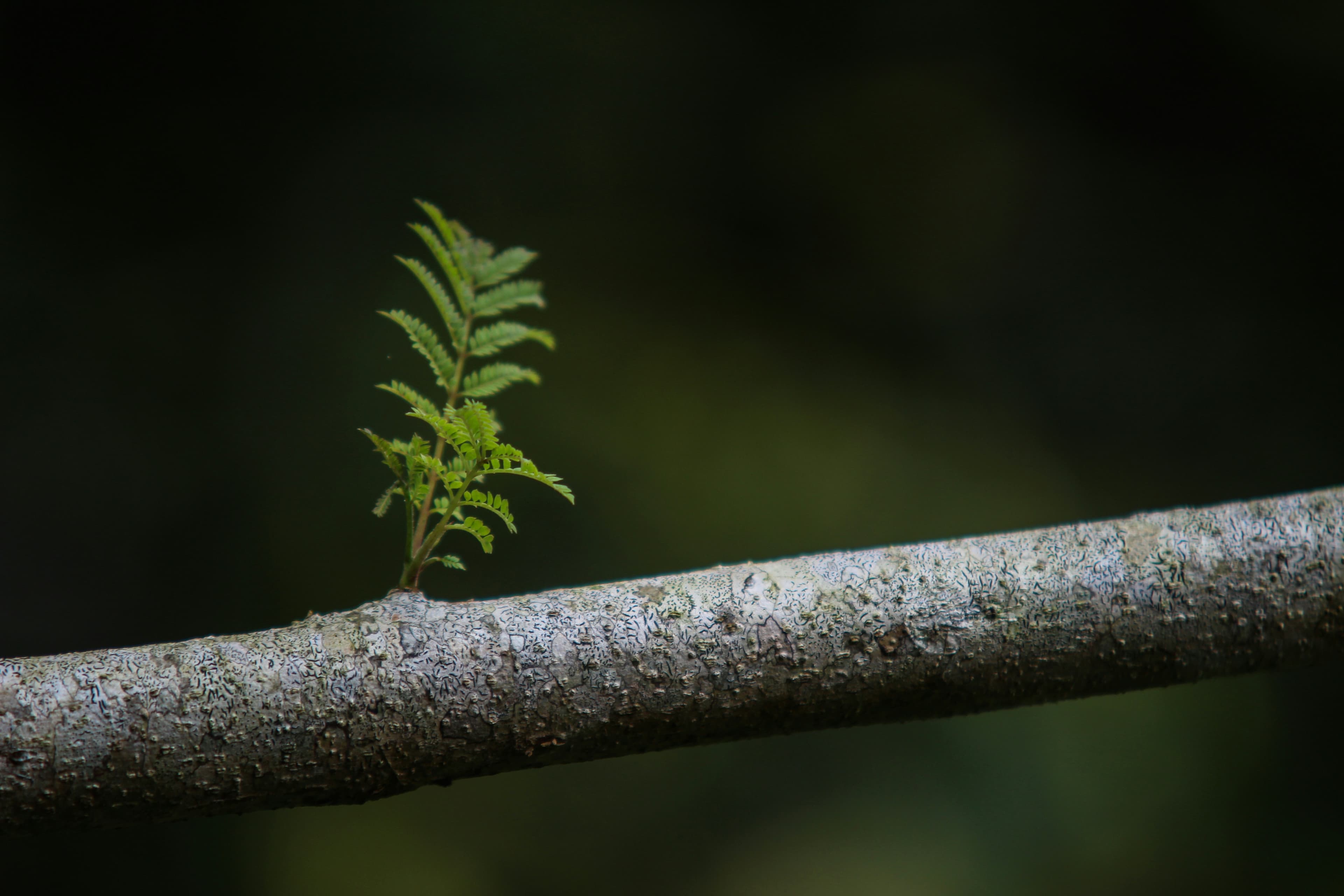 person growing and thriving